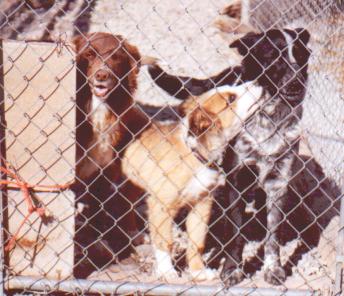 Brandy, Deuce and Queenie--February 2002