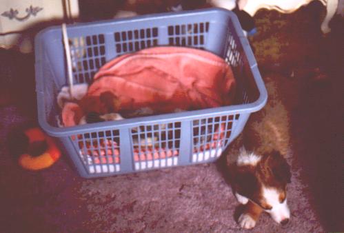 Deuce and his "puppy" (JC)