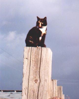Kit'N--Momma to the barn kittens--she's gone now