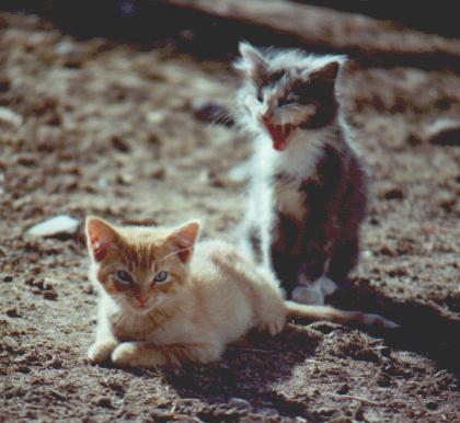 Orangey and Prissy Missy--barn kittens