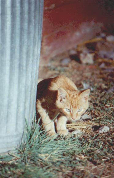 Orangey--barn kitten