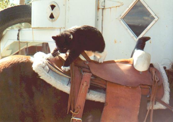 Pancake--one of the old barn cats