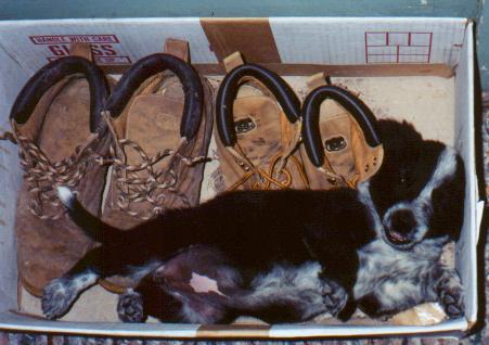Queenie as a pup--Summer 2000