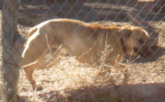 Sugar--about 5 y.o. here